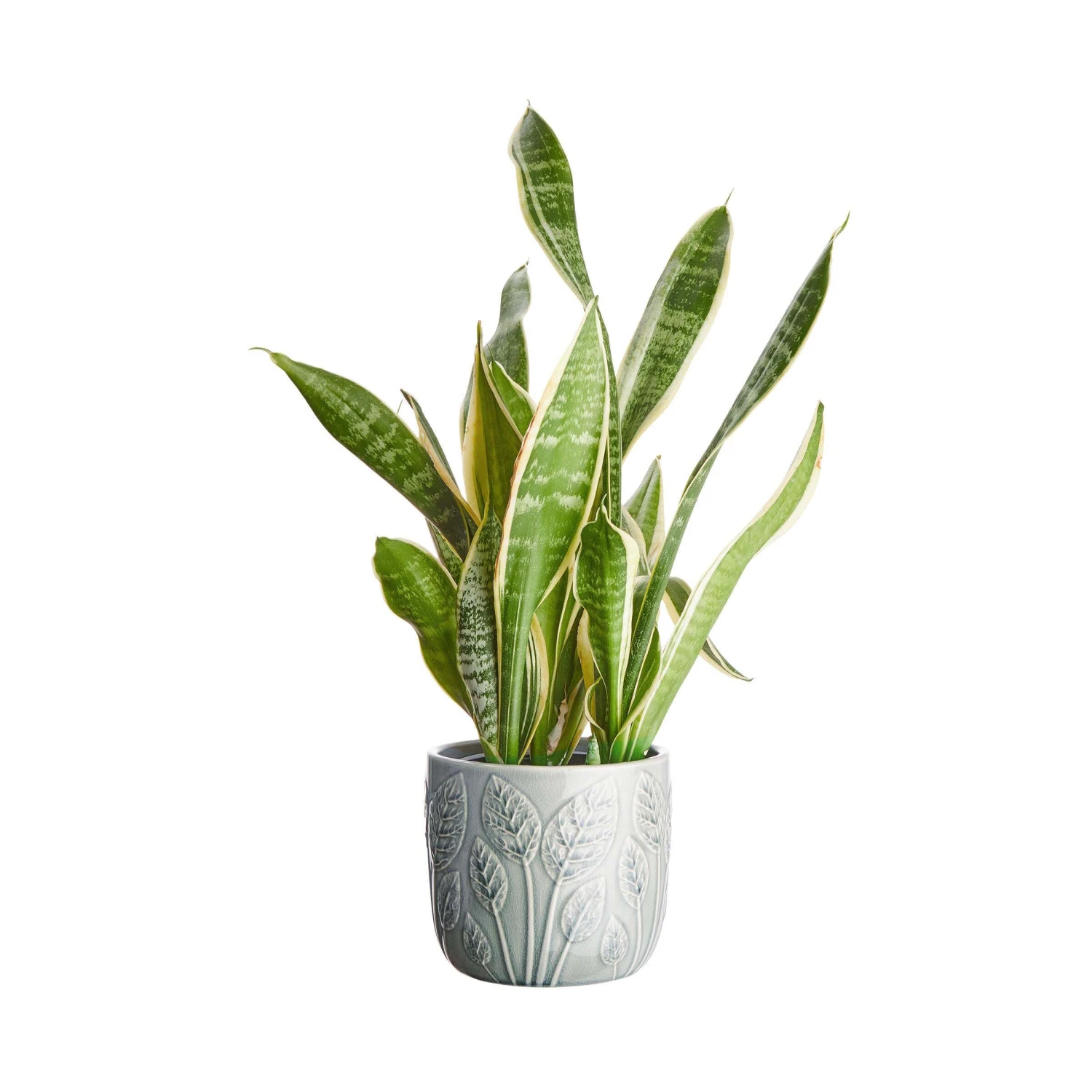 Blumentopf Ø14cm LEAVES In Salbei 3 Blumentopf Ø14cm LEAVES In Salbei – Bild 3