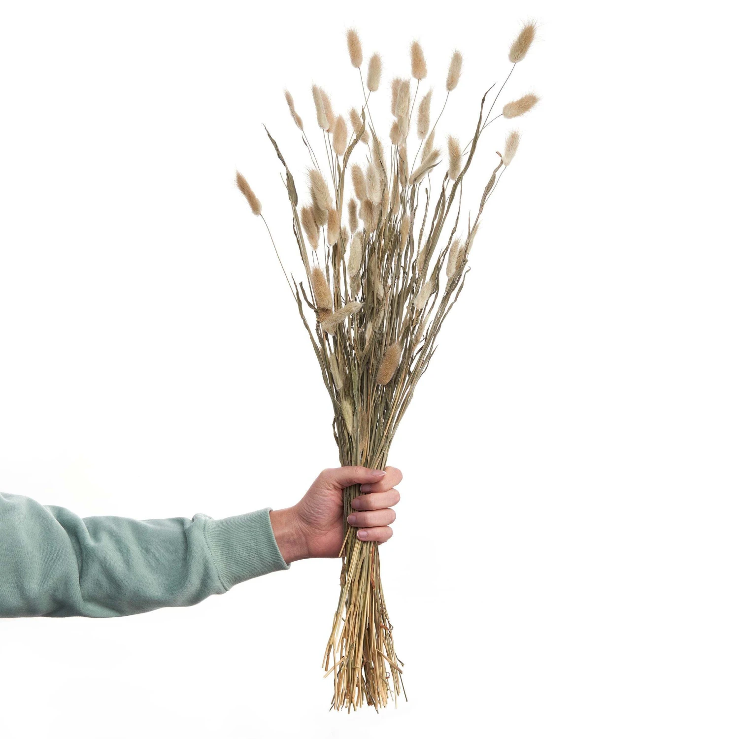 Trockenblumen Lagurusgras Länge 70cm FLOWER MARKET In Natur 1 Trockenblumen Lagurusgras Länge 70cm FLOWER MARKET In Natur